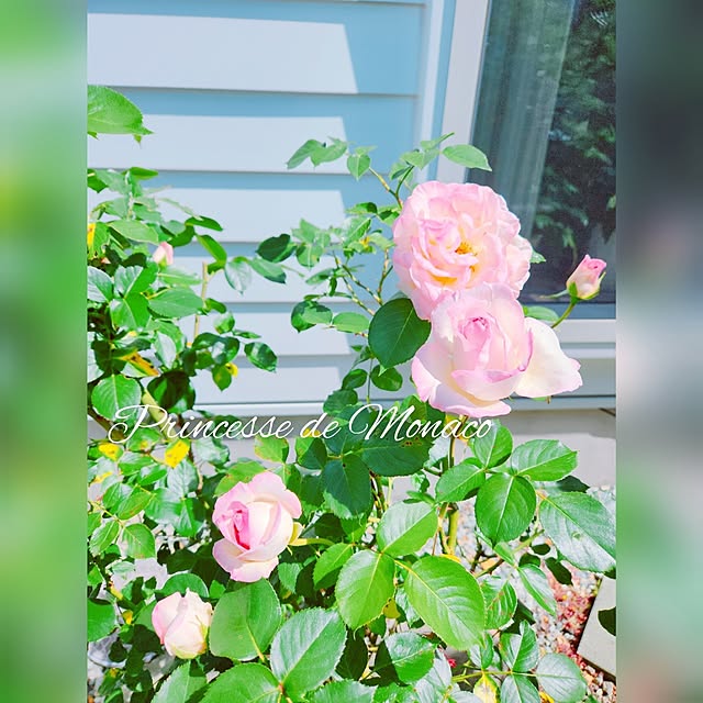 surviveさんの部屋