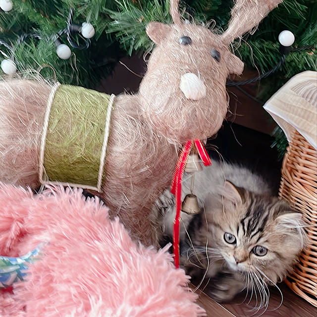 クリスマス雑貨/クリスマスツリー/ねこのいる暮らし/リビングのインテリア実例 - 2021-12-23 21:32:14