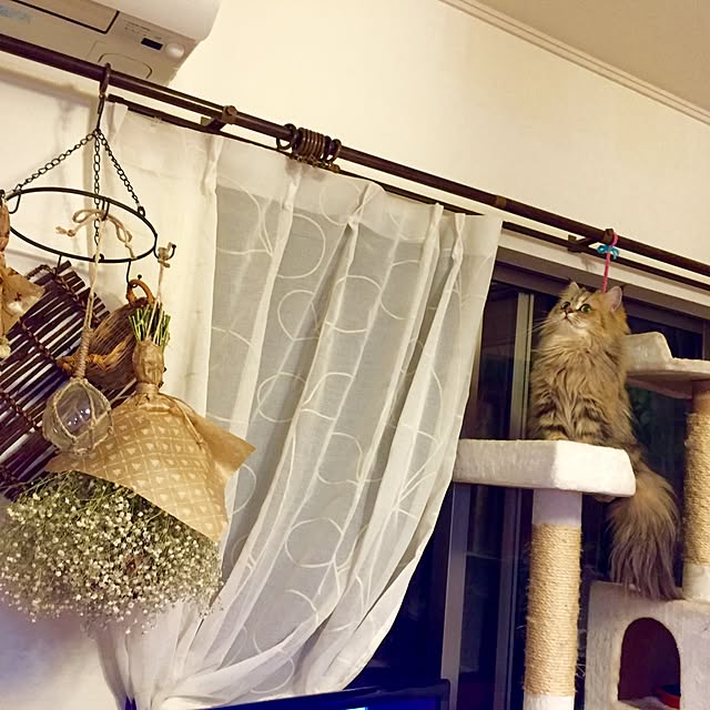 butachanさんの実例写真