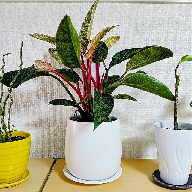 hanachanさんの部屋