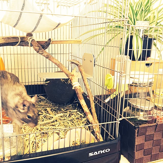 nikoさんの実例写真