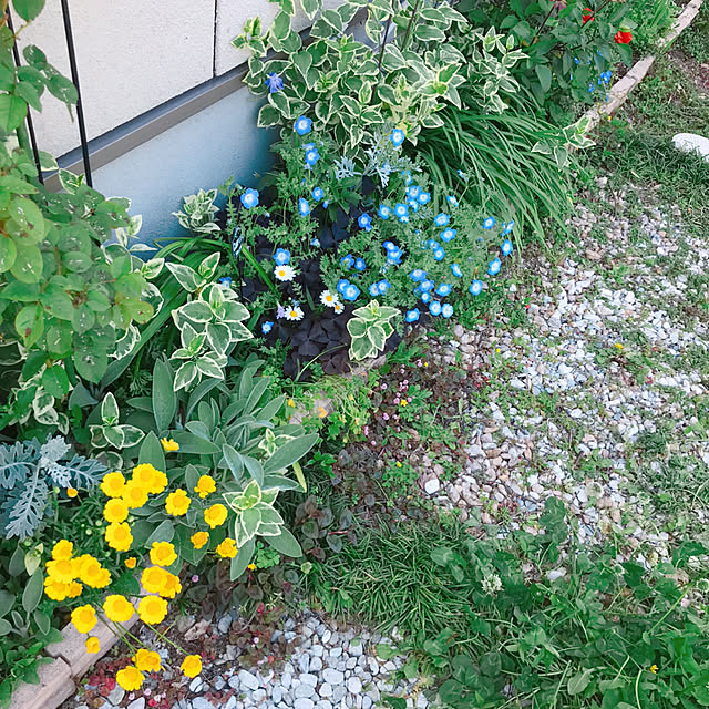portulacaさんの実例写真