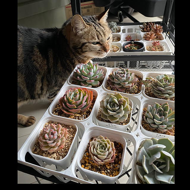 necomuraさんの部屋