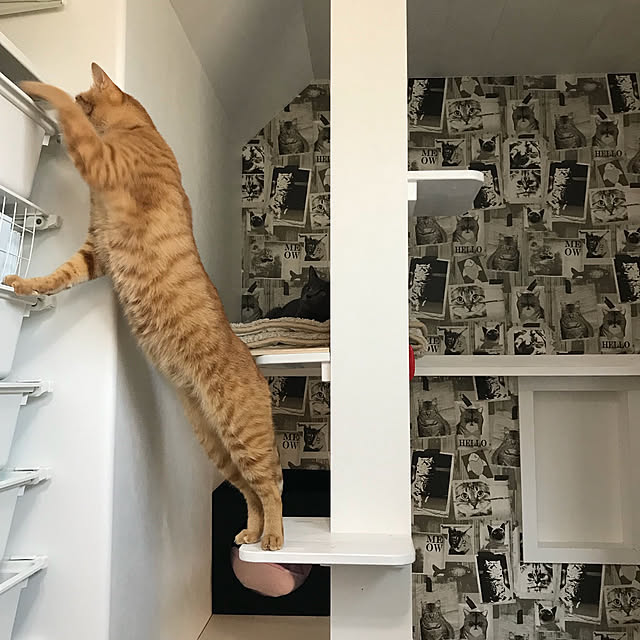miyuさんの実例写真