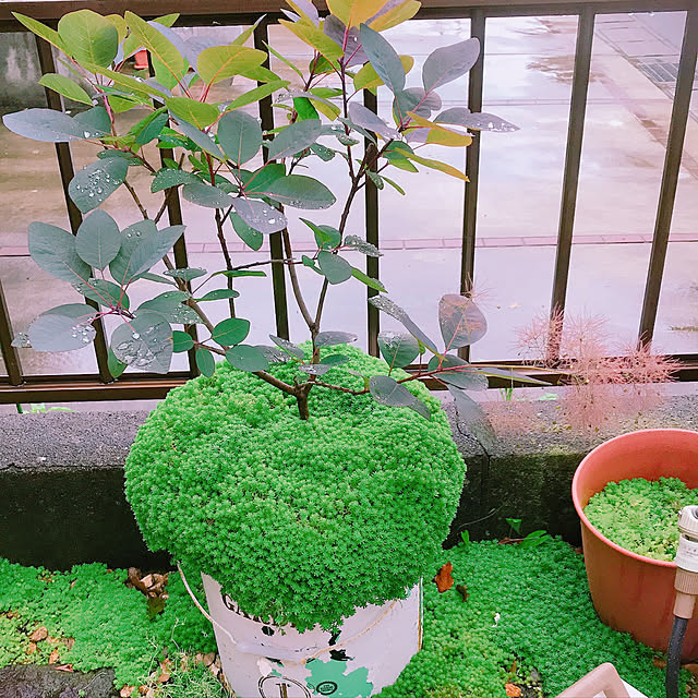viviさんの実例写真