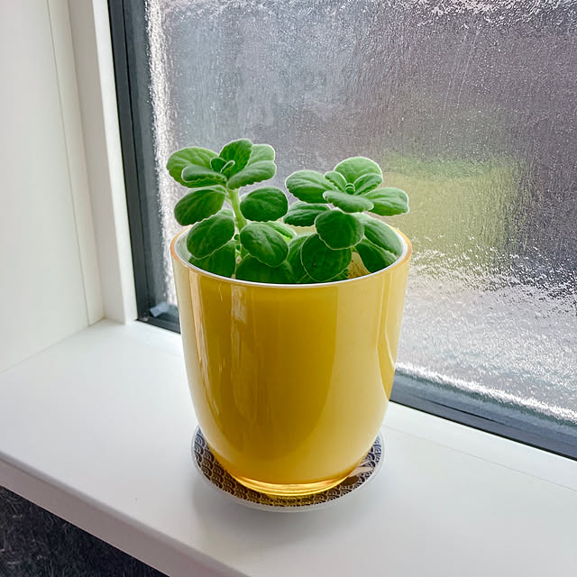 カフェ風/観葉植物/リビングのインテリア実例 - 2022-03-13 15:08:58