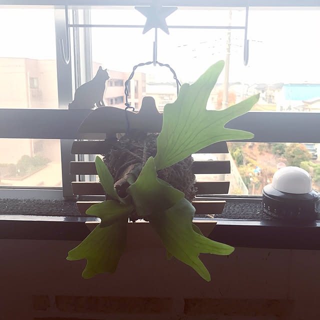 Mizueさんの実例写真