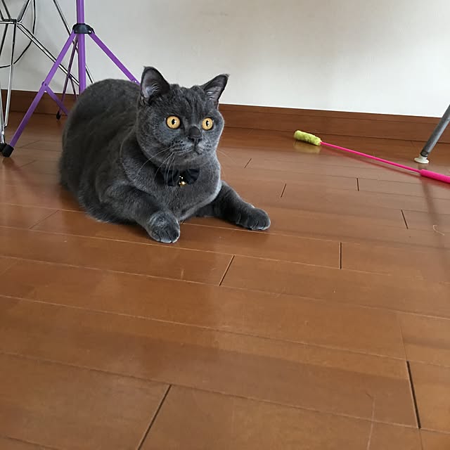 Shojiさんの実例写真