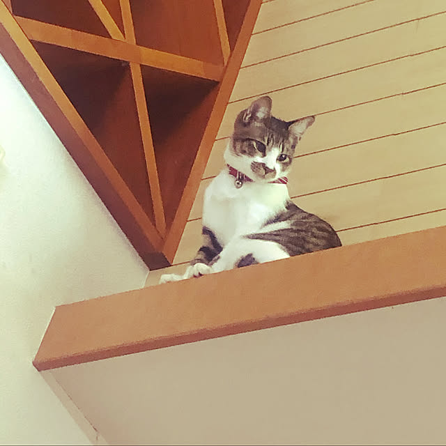 jijiさんの実例写真