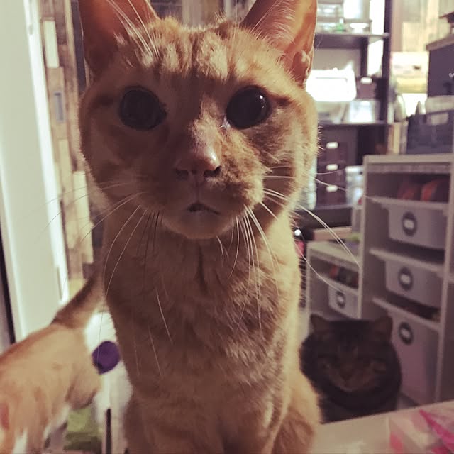 369mamaさんの実例写真