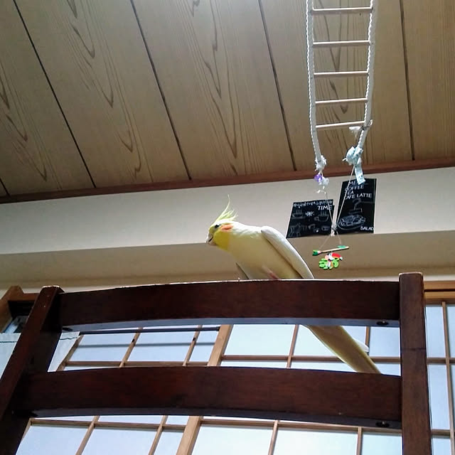 toratanさんの実例写真