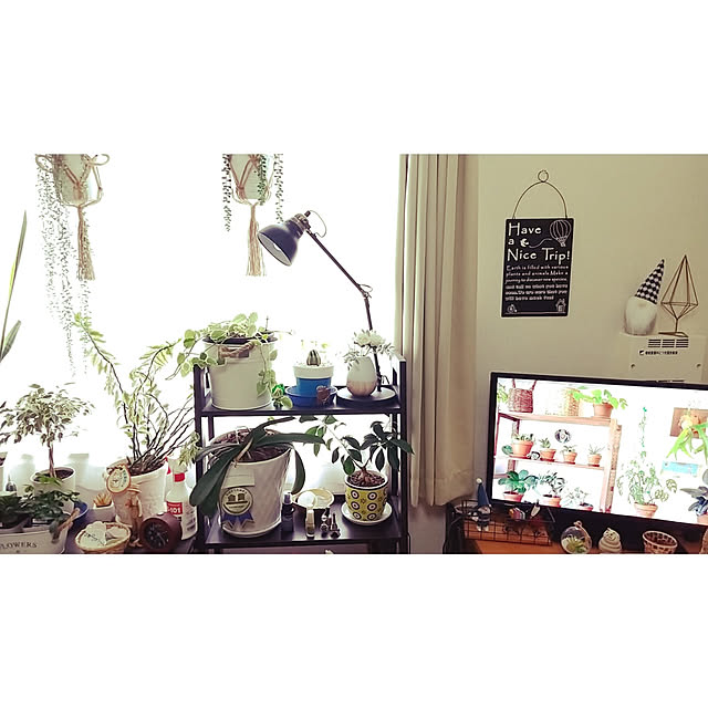 carollcarさんの実例写真