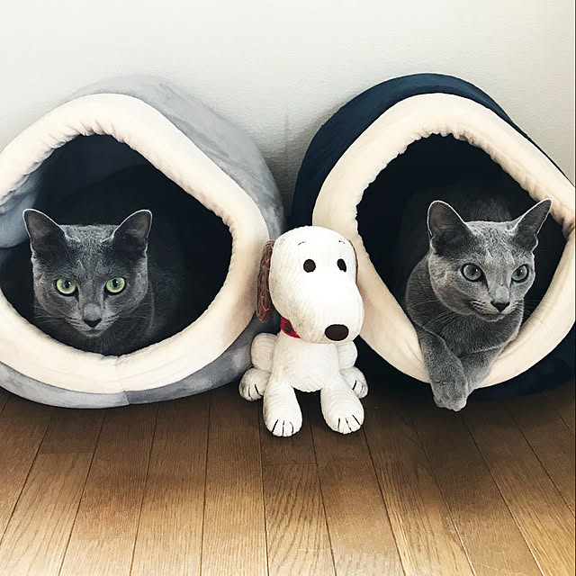 yumi.snoopさんの実例写真