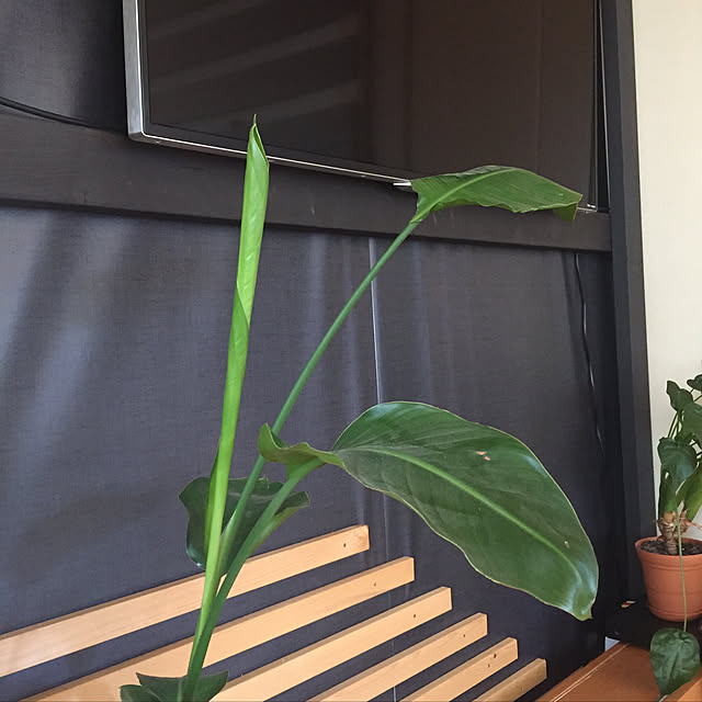 kaiwaさんの実例写真