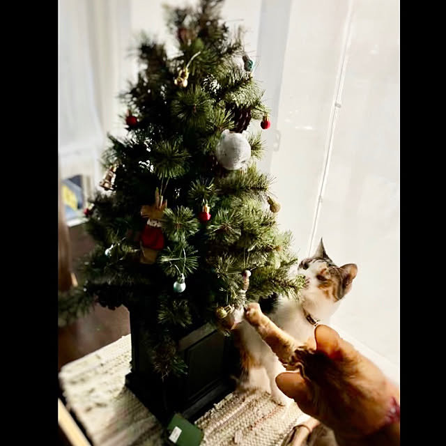 Maruさんの実例写真
