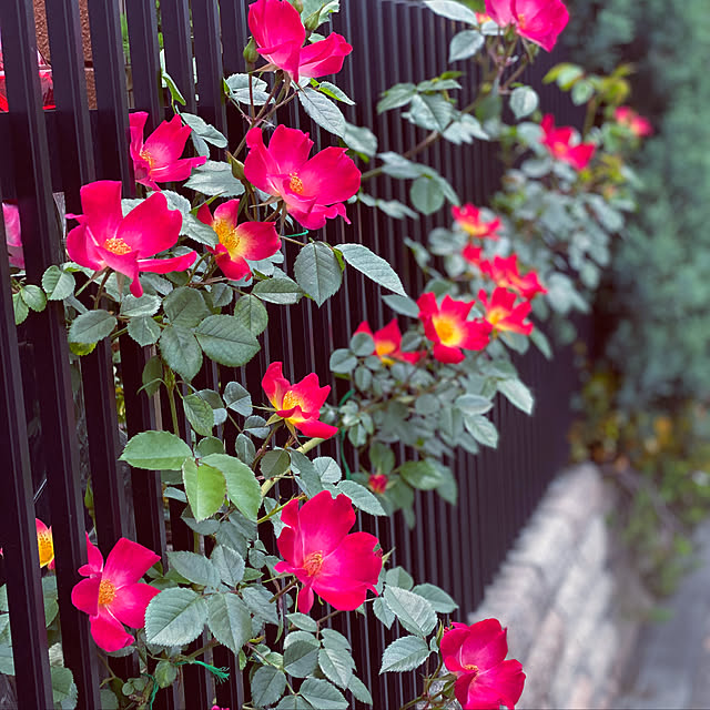 RoseLife5818さんの実例写真
