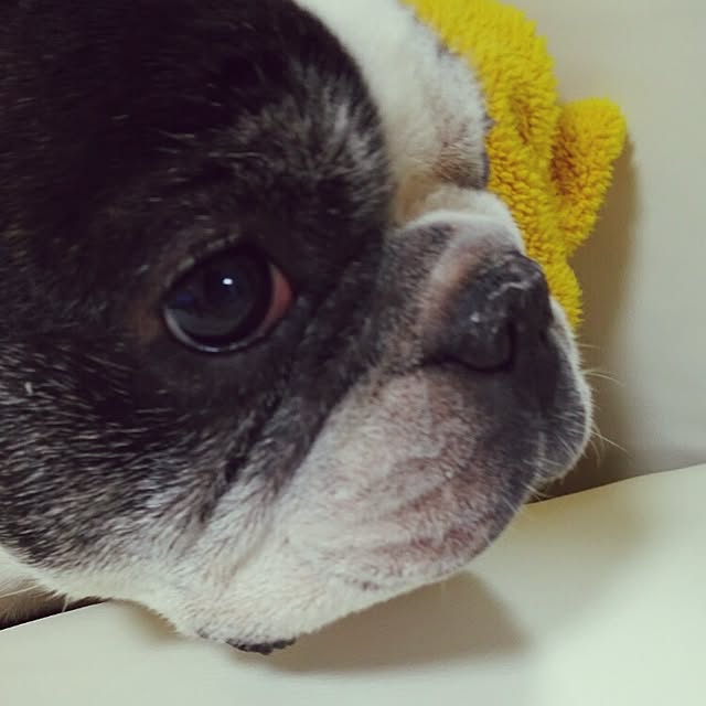 panchobiさんの実例写真