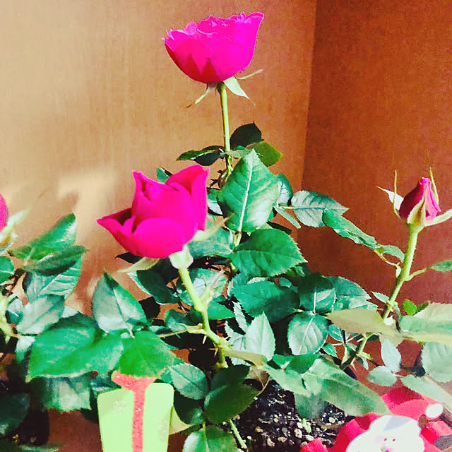 hanachanさんの部屋