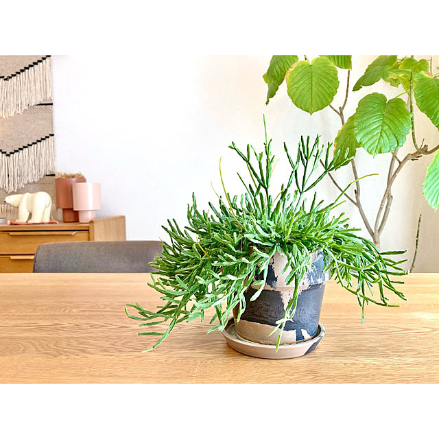 shioriさんの部屋
