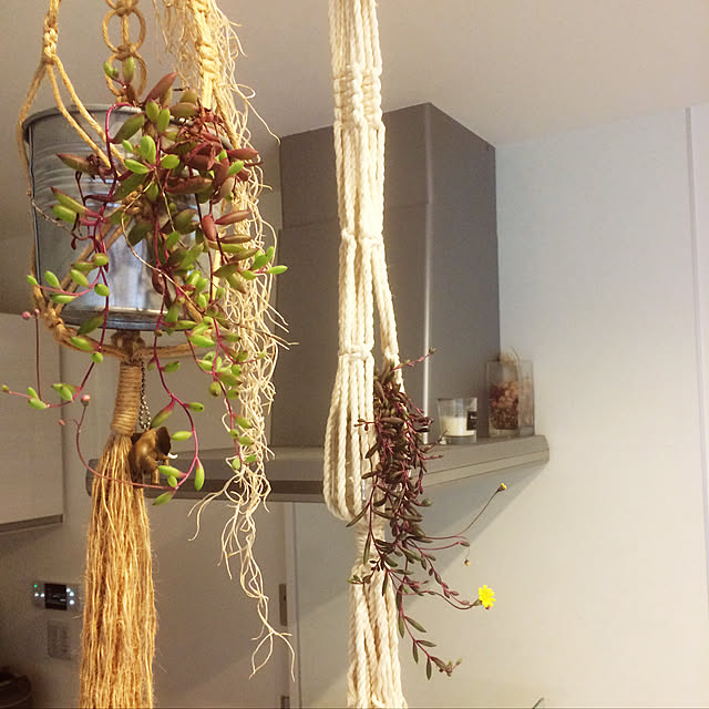 キッチン/雑貨/観葉植物/多肉植物のインテリア実例 - 2018-11-14 14:32:06