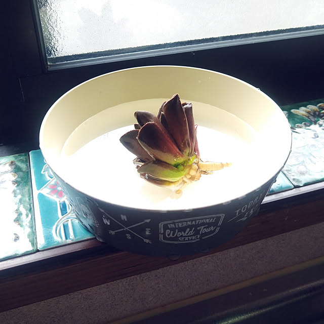 nippopoさんの実例写真