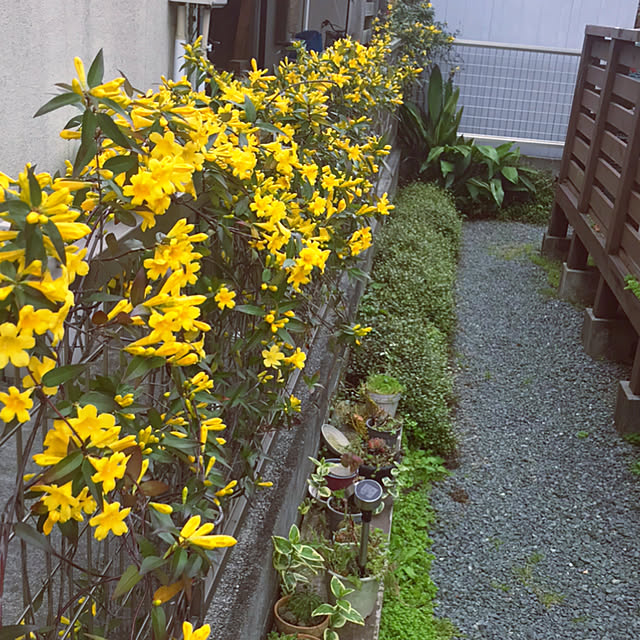 portulacaさんの実例写真