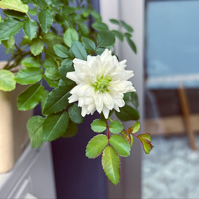 ponme33さんの実例写真