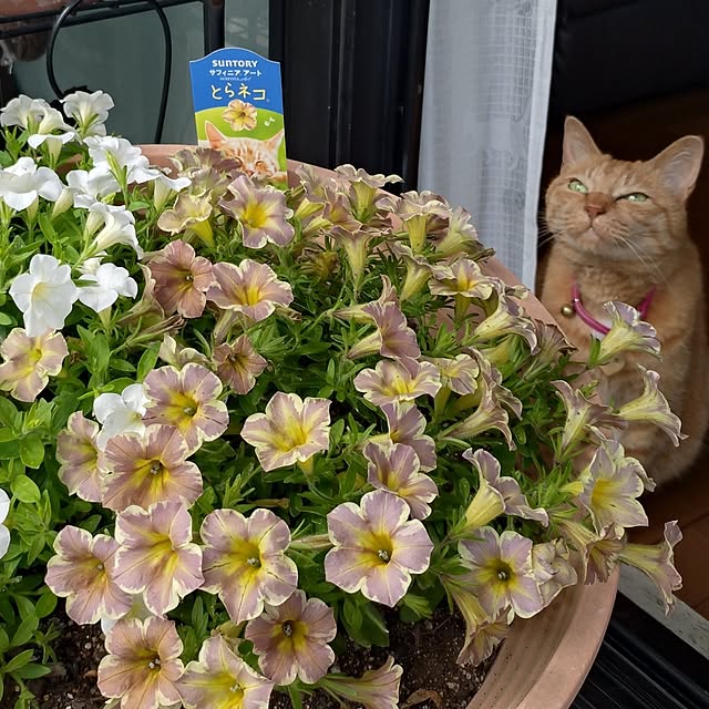 NOAHさんの部屋
