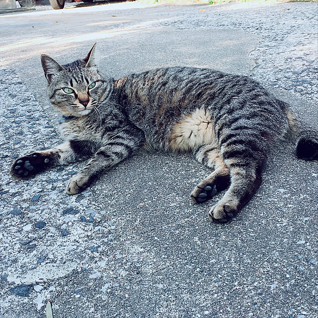 壁/天井/癒やし/パンくん/ねこのいる日常のインテリア実例 - 2018-03-27 16:38:44
