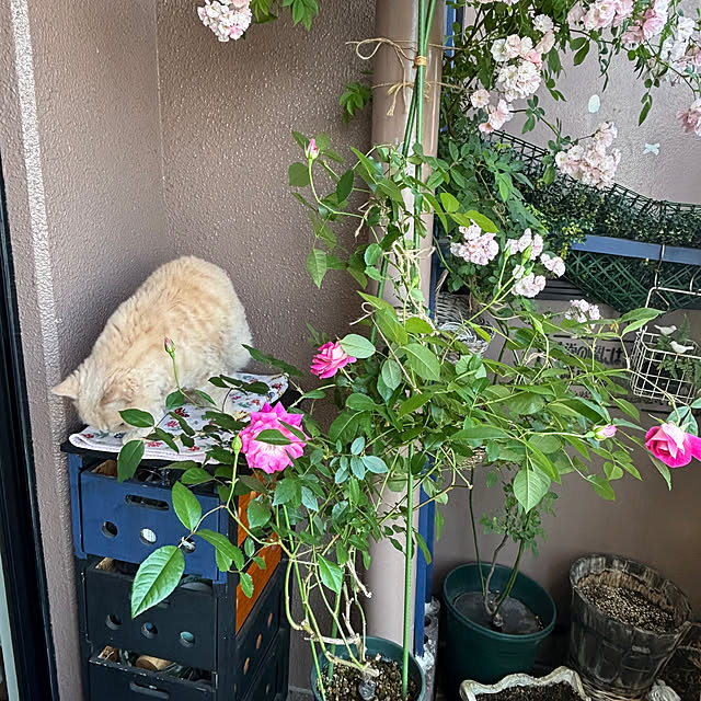 naokoさんの部屋