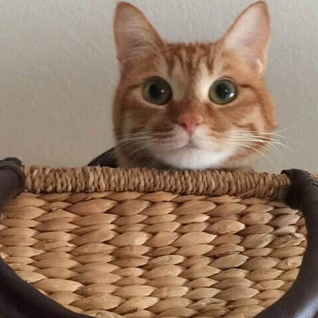 hanaさんの実例写真
