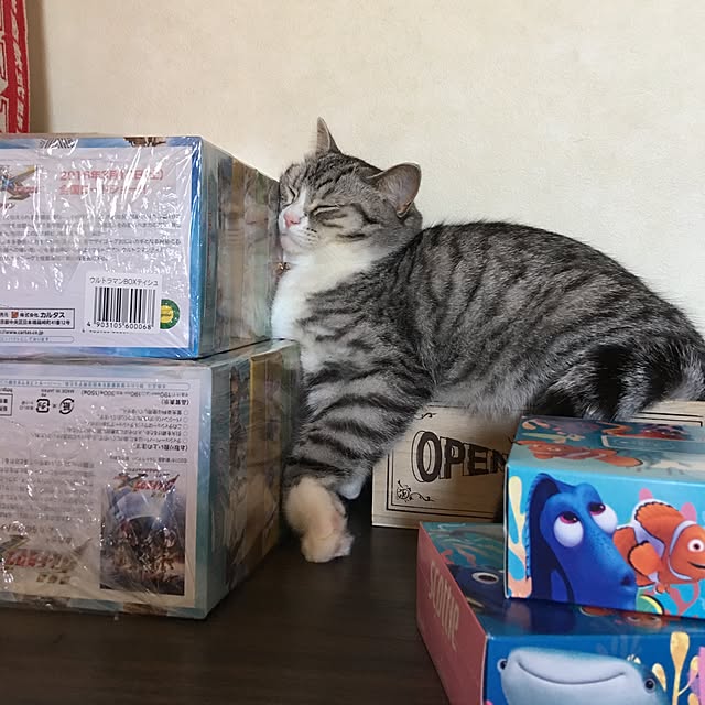 Shojiさんの実例写真