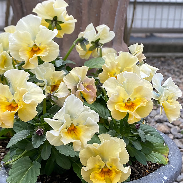 neneさんの部屋