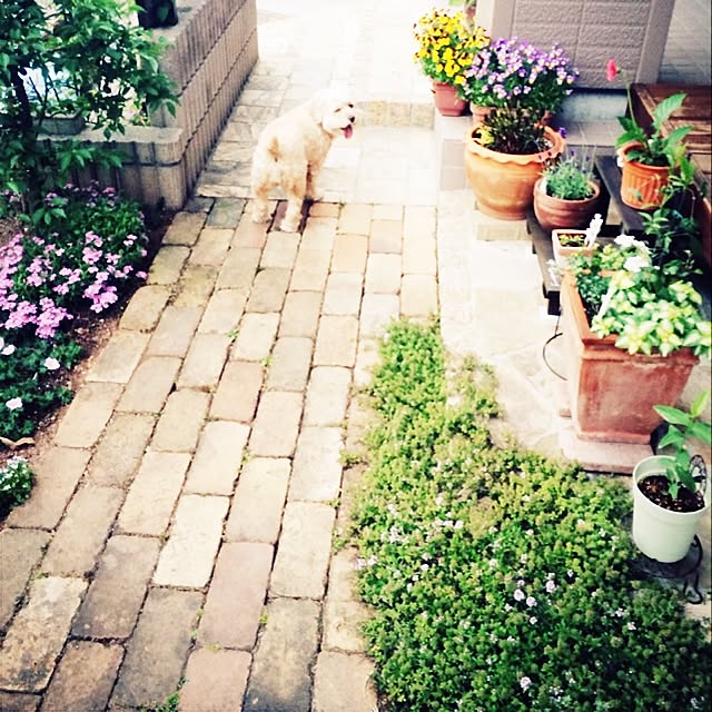 haruuuさんの実例写真