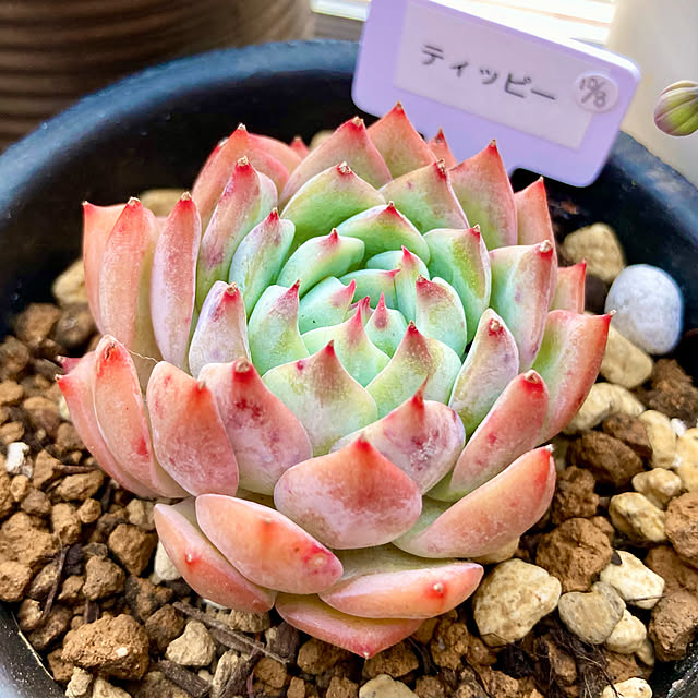Cocotteさんの実例写真