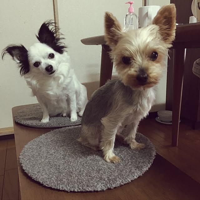 ohanaさんの実例写真