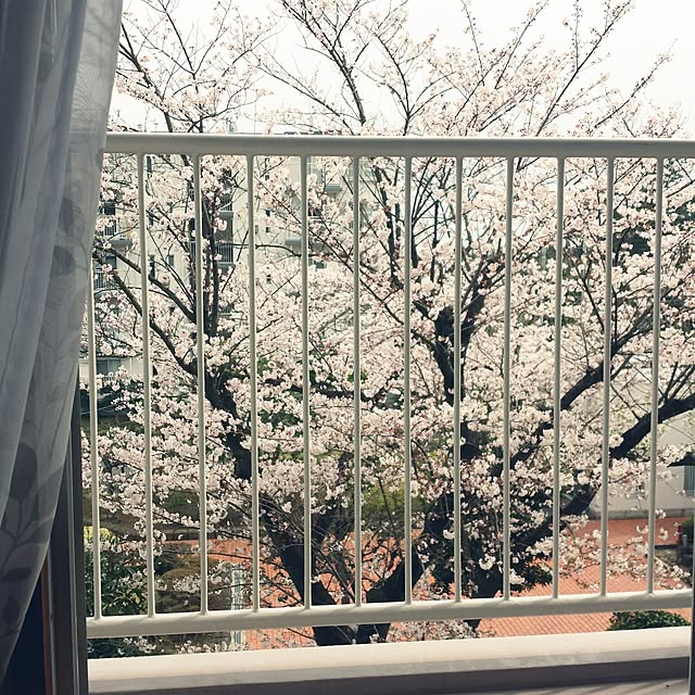 sasaさんの実例写真
