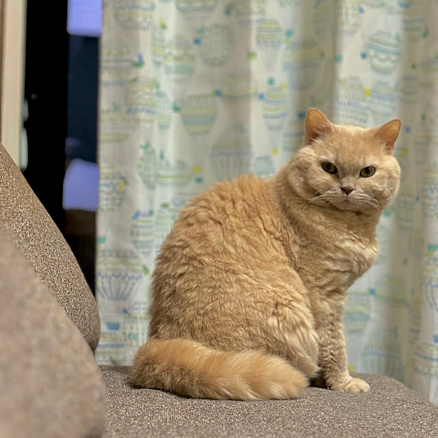 naokoさんの実例写真