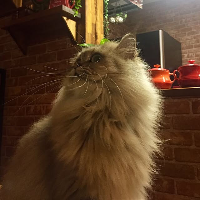 butachanさんの実例写真