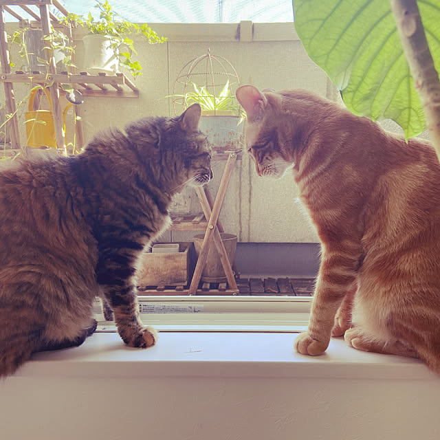 gachaさんの実例写真