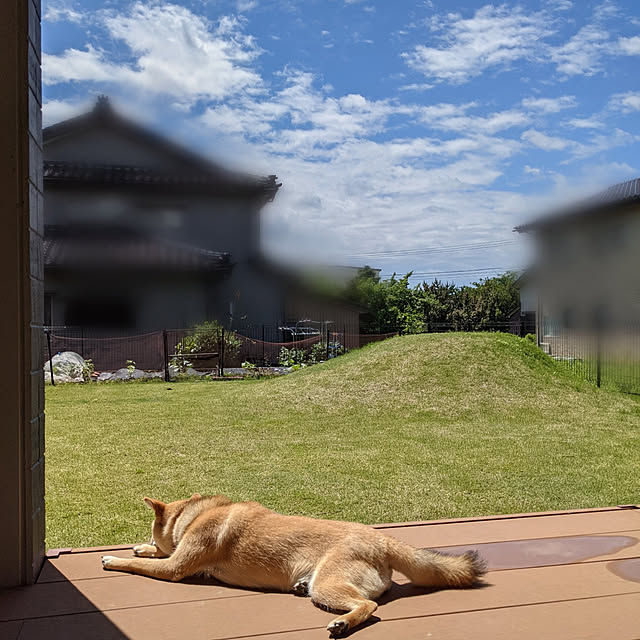 s_h_yさんの実例写真