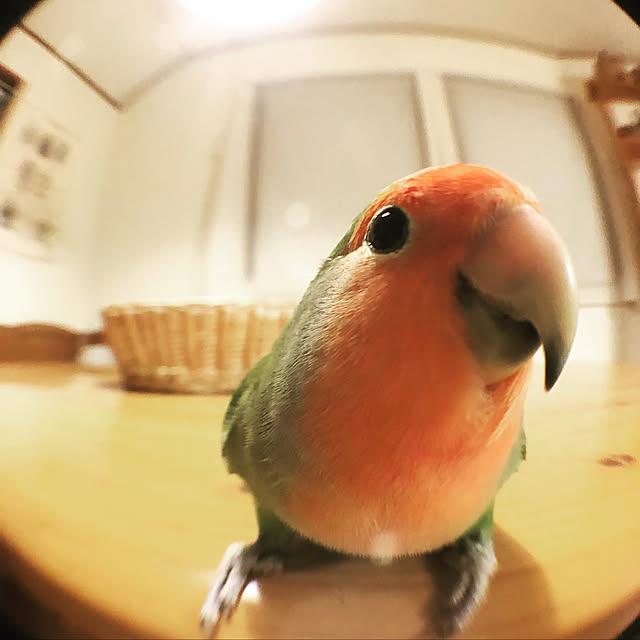 Rechanさんの実例写真