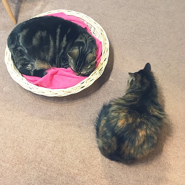 mikomaruさんの実例写真
