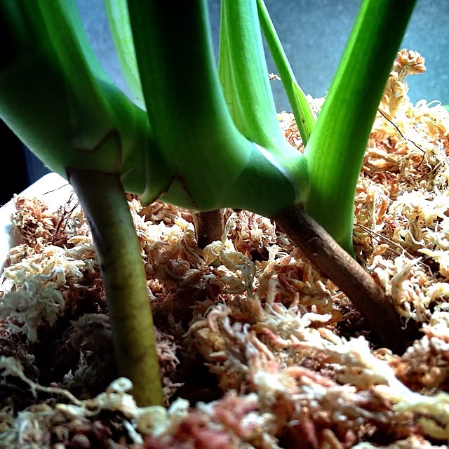 L.さんの実例写真