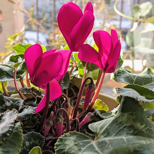 mi-saさんの実例写真