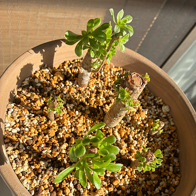 koshiregutyoさんの部屋