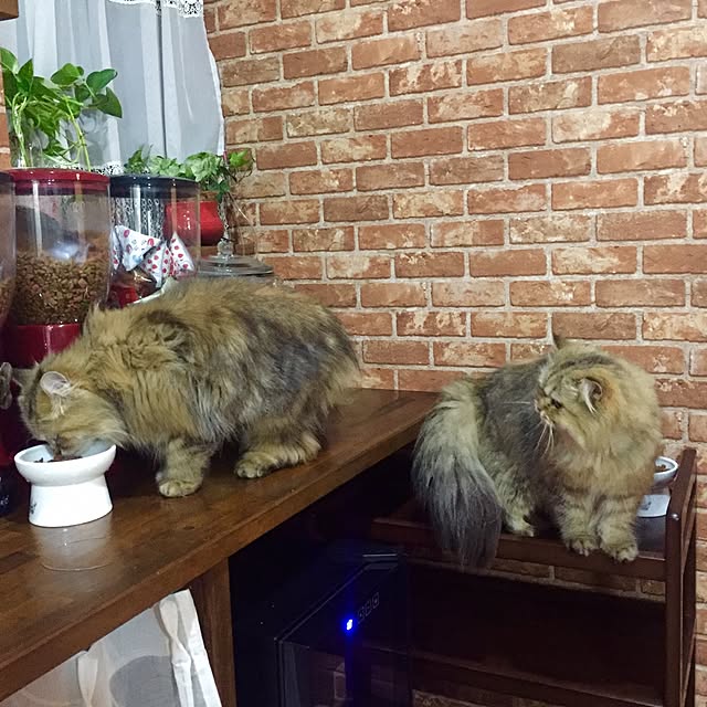 butachanさんの実例写真