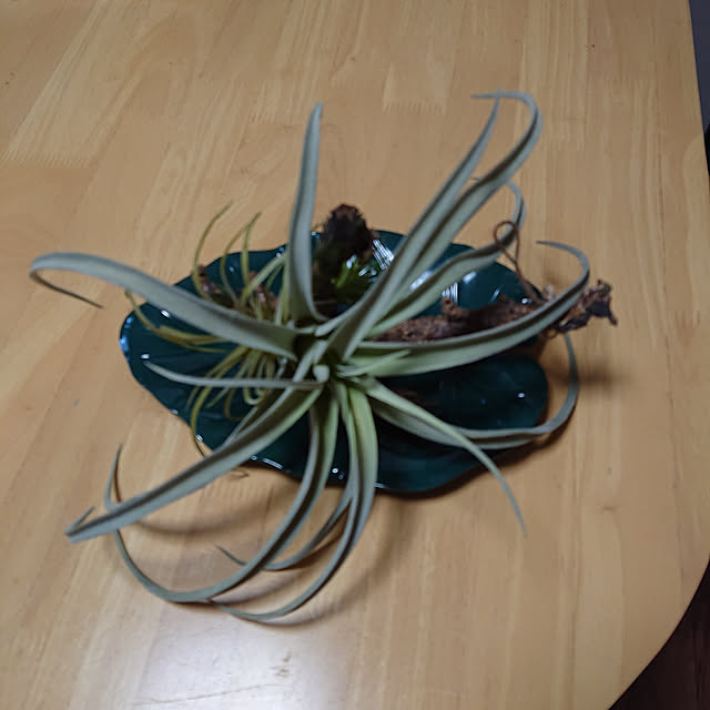 aolさんの実例写真