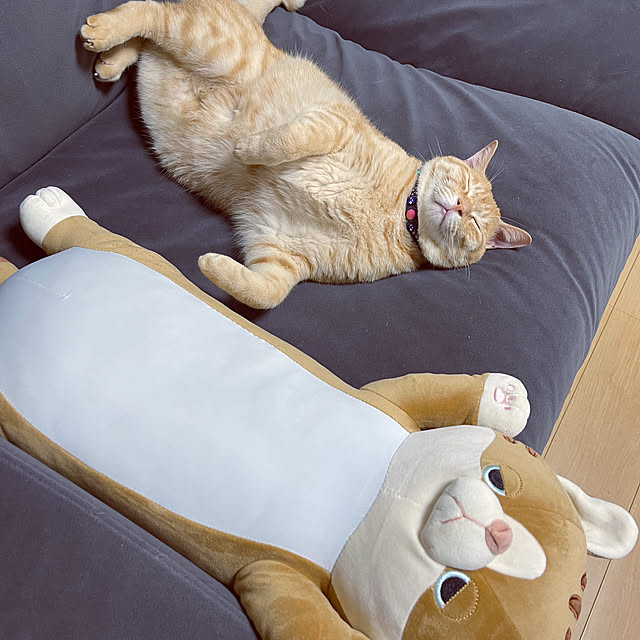 chiiさんの部屋