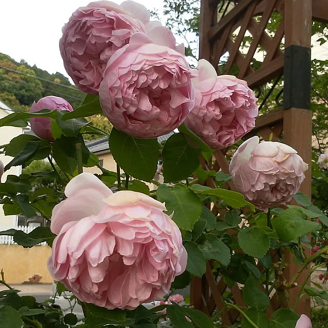 yum0408さんの実例写真